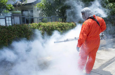 Make Your Right Effort to Find The Best Pest Control Gold Coast